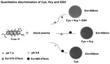 一种同时定量检测血浆中Cys、Hcy和GSH的新型荧光探针及其制备方法和用途