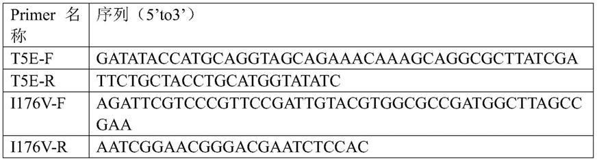 一种泛酸合成酶突变体、编码基因、载体及应用的制作方法
