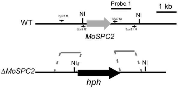 稻瘟病菌MoSpc2基因及其应用的制作方法