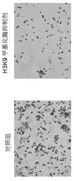 一种H3K9甲基化酶抑制剂抑制弥漫大B淋巴瘤细胞增殖模型的构建方法与流程