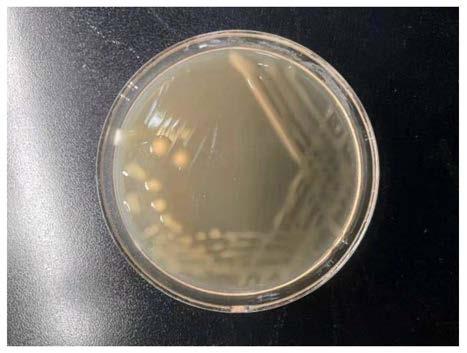 一种处理畜禽粪污的产酸菌、产酸菌剂及其应用