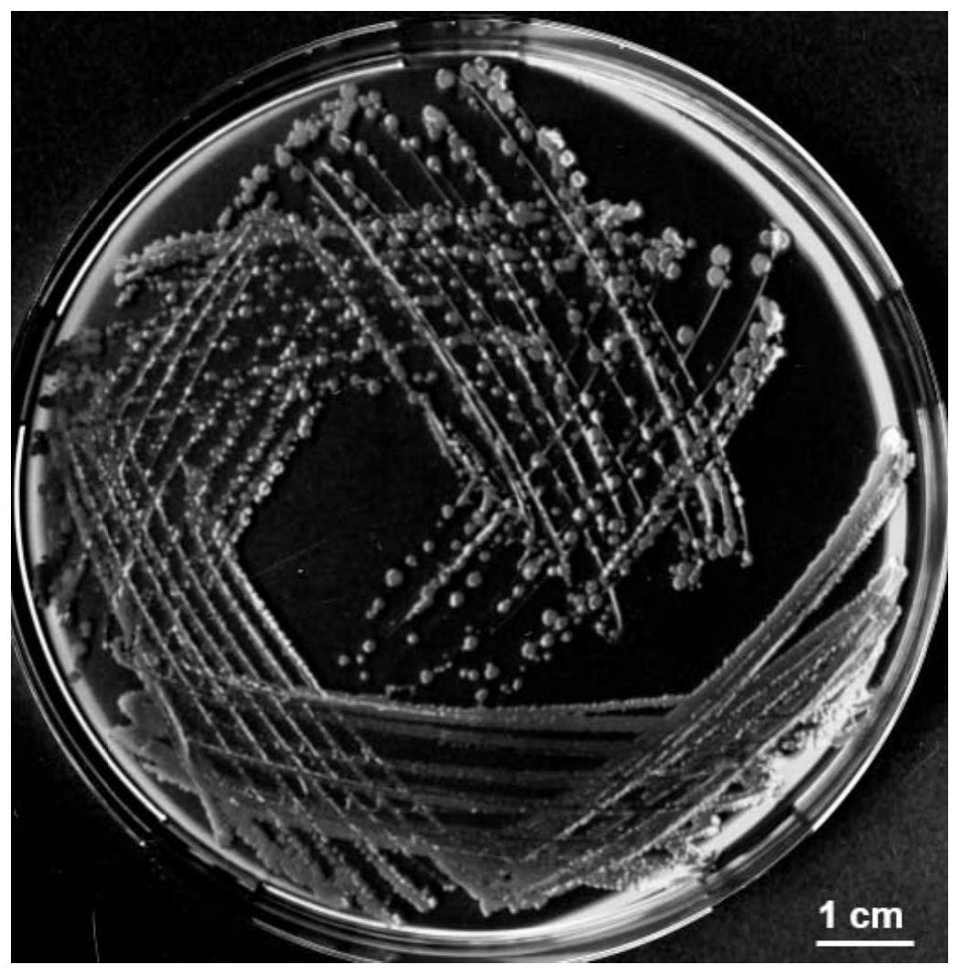 一种多粘类芽孢杆菌W33及其微生物育苗基质与应用的制作方法