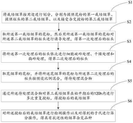 一种获得栽培烟草和花烟草杂交后代的方法与流程