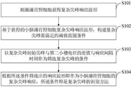 小脑浦肯野细胞复杂尖峰识别方法、系统、设备及应用