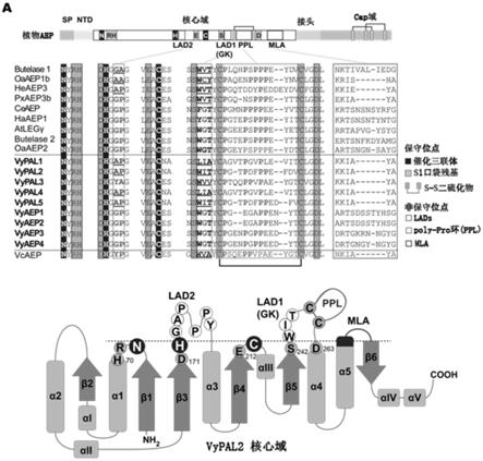 ASX特异性蛋白质连接酶及其用途的制作方法