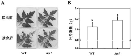 BZR1基因在调控植物对虫害胁迫抗性中的应用的制作方法