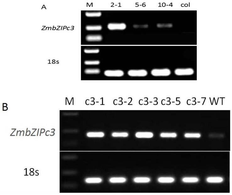 蛋白质ZmbZIPc3在调控植物耐盐抗旱性中的应用的制作方法