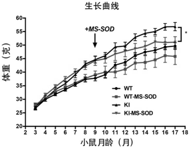 锰型高稳定性超氧化物歧化酶在糖尿病预防或治疗中的应用的制作方法
