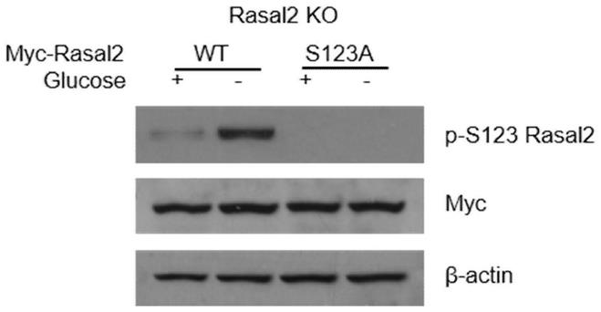 Rasal2蛋白第123位磷酸化特异性抗体、制备方法和ELISA检测试剂盒与流程