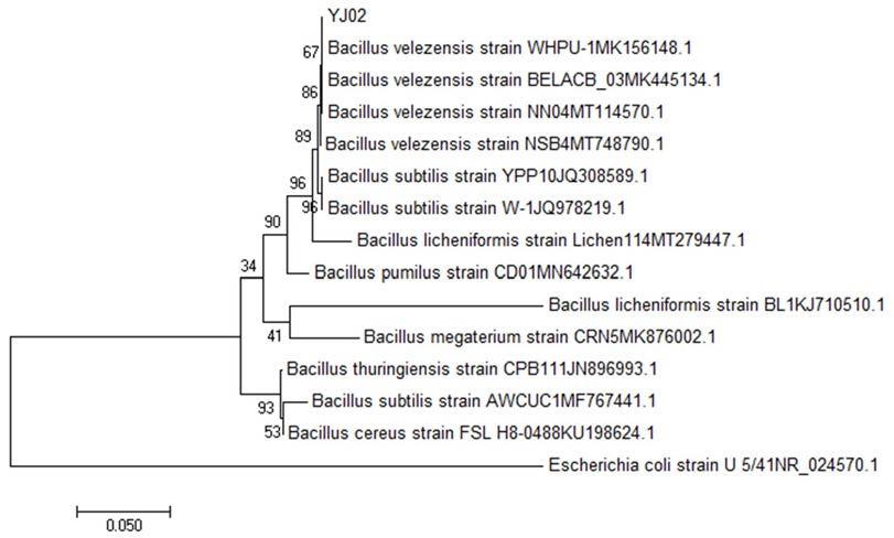 贝莱斯芽孢杆菌YJ02、其微生物制剂及应用