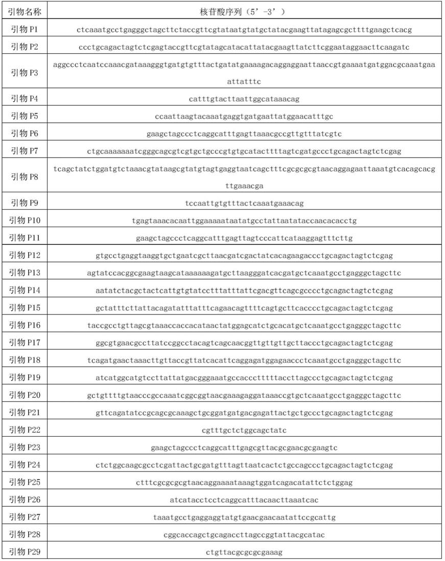 一种无三羧酸循环的大肠杆菌底盘菌及其构建方法与应用