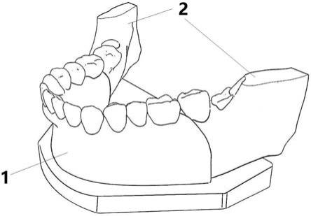 下颚智齿拔牙模拟训练器