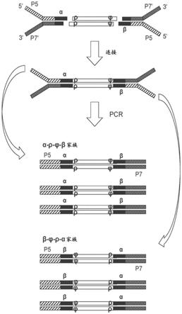 使用具有独特分子索引(UMI)的冗余读段在测序DNA片段中抑制误差的制作方法