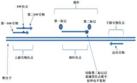 使用衰减型探针的核糖核酸扩增和检测的制作方法