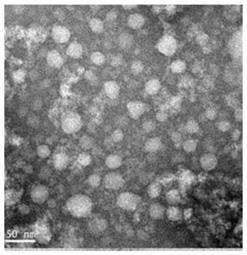 猪圆环病毒2b型Capsid-Fc融合蛋白及其制备方法、基因及构建方法和应用与流程