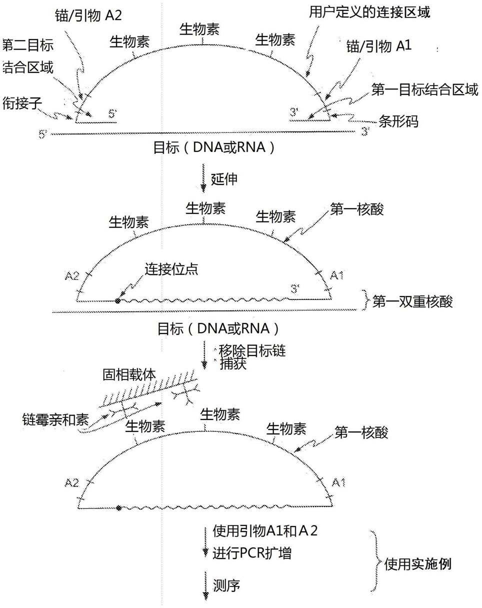 使用发卡寡核苷酸扩增核酸的方法与流程