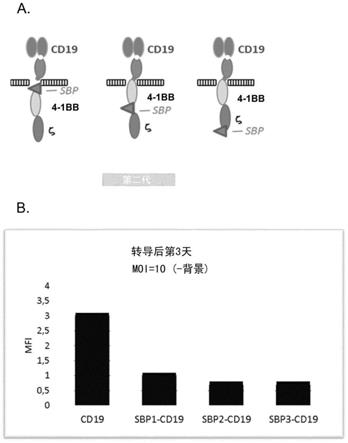 用于嵌合抗原受体分子的调控表达的慢病毒载体