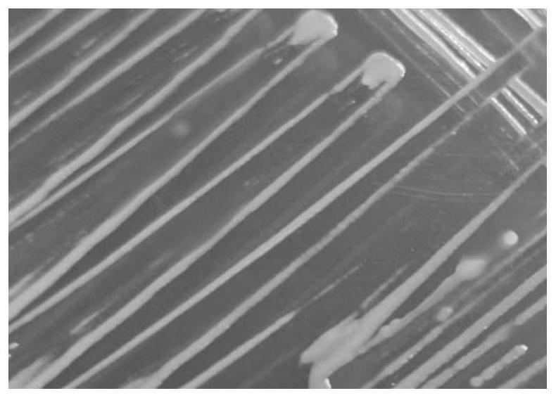 一株嗜根寡氧单胞菌及其应用的制作方法