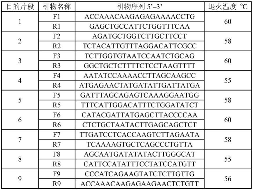 山羊副流感病毒3型感染性cDNA克隆构建方法及其应用与流程