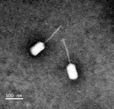 溶藻弧菌噬菌体及其应用的制作方法