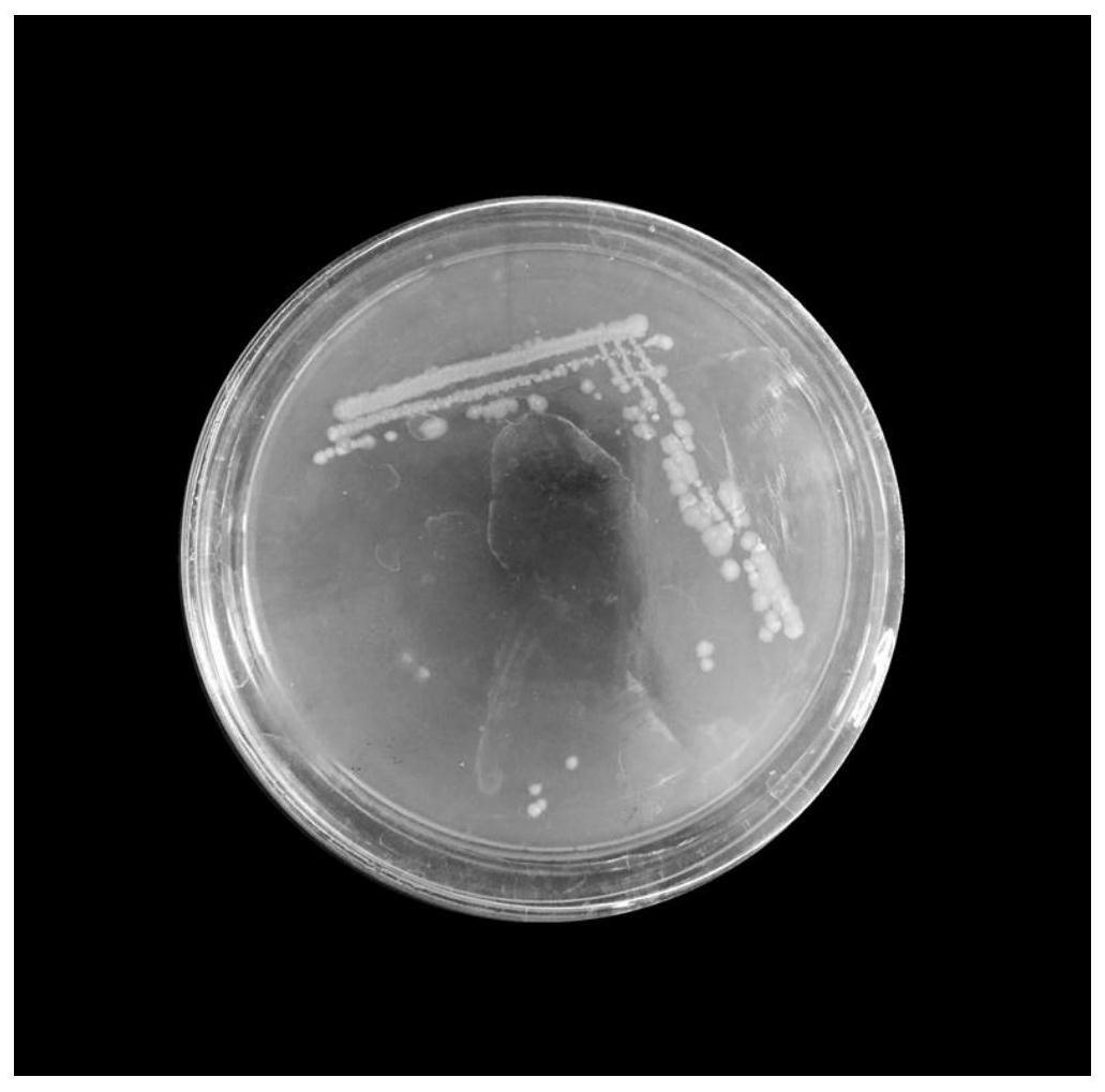 一株耐寒芽胞杆菌FJW2及在制备植物病原菌抑菌剂中的应用的制作方法
