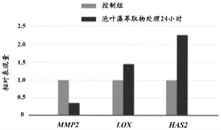 泡叶藻萃取物用于提升皮肤弹性的用途的制作方法