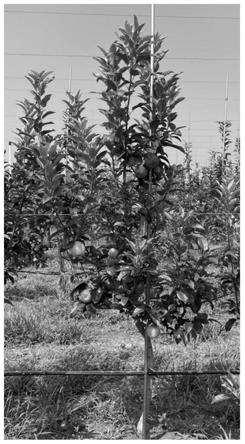 一种早中熟苹果杂种苗耐高温着色早期选择方法与流程
