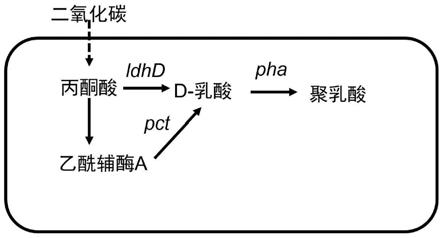 生产聚乳酸的基因工程菌株及生产聚乳酸的方法与流程