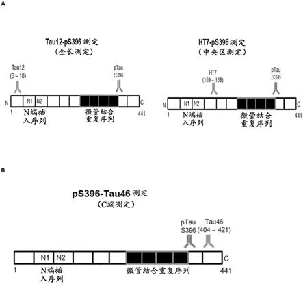 pS396测定用于诊断TAU蛋白病的用途的制作方法