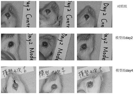 使用豚草花粉诱导的小鼠过敏性结膜炎模型及造模方法与流程