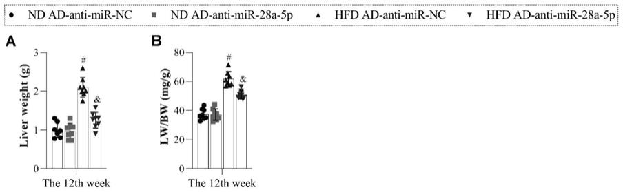 miR-28a-5p抑制剂在预防或治疗NAFLD方面的应用的制作方法