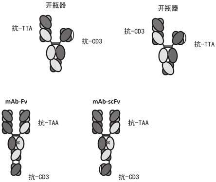 结合CD3和肿瘤抗原的异二聚体抗体的制作方法
