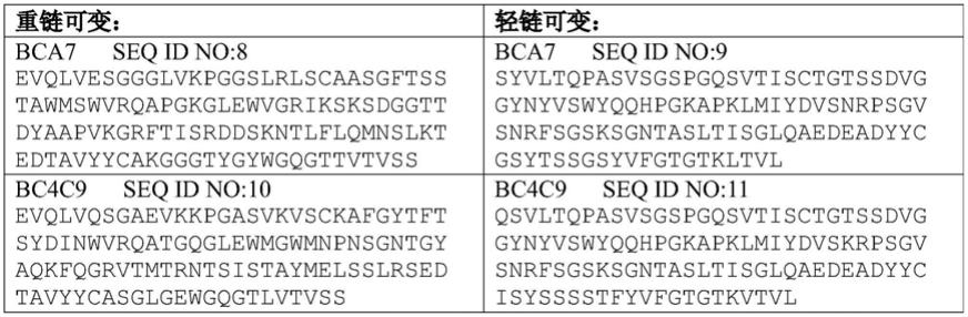 结合BCMA的抗原结合蛋白的制作方法