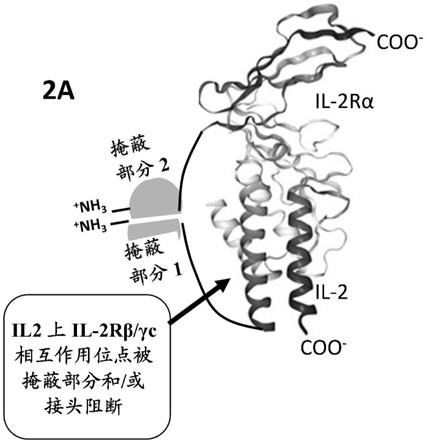 IL-2组合物及其使用方法与流程