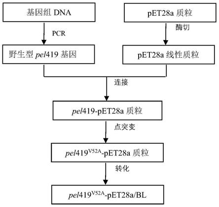 一种果胶裂解酶突变体ΔPel419及其编码基因、制备方法和应用