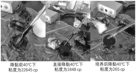 一种稠油生物冷采方法及应用