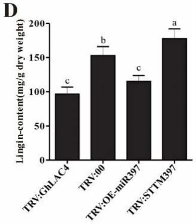 一种棉花GhLAC4编码基因、棉花抗病模块miR397-LAC4及应用的制作方法