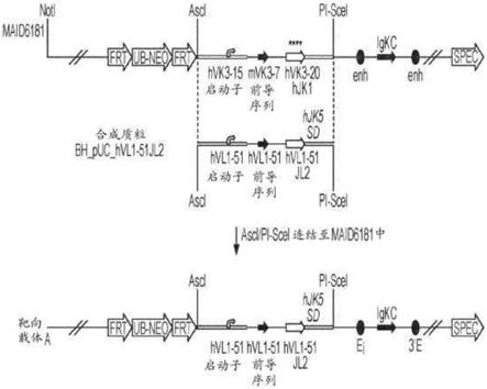 具有从κ基因座表达的有限λ轻链谱系的非人类动物和其用途的制作方法