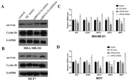 一种miRNA-15A用于治疗高表达KIF3B肿瘤中的用途的制作方法