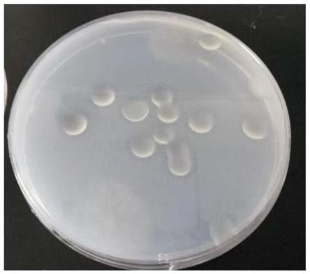 胶冻样类芽孢杆菌、制备的胞外多糖及其在微生物絮凝剂制备中的应用的制作方法