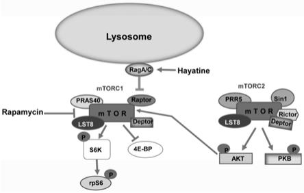 Hayatine及其类似物在制备mTORC1抑制剂中的应用的制作方法