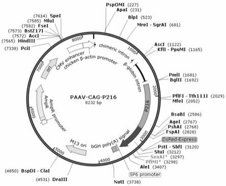 携带猪肺炎支原体P216基因的重组5型腺相关病毒载体及其构建方法与应用与流程