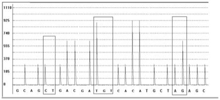 一种聚乙二醇干扰素α代谢标志物的检测试剂盒及其检测方法与流程
