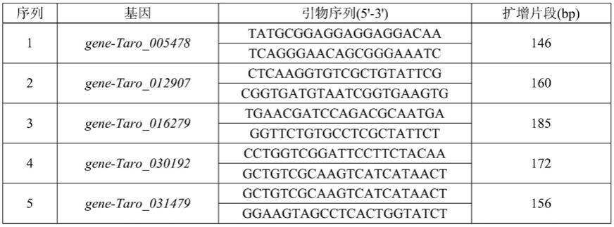 芋球茎发育过程中内参基因筛选及其应用的制作方法