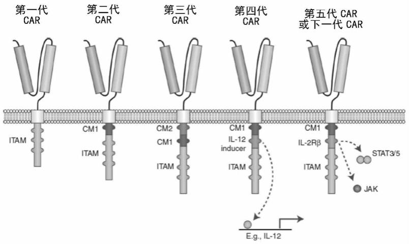 联合表达CCR2b和CD40L的工程化免疫细胞及其制备和应用的制作方法