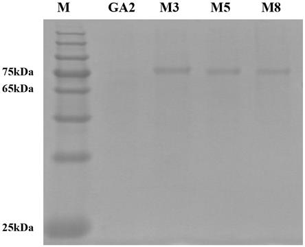 分泌表达量提高的葡萄糖淀粉酶突变体M5及其基因和应用