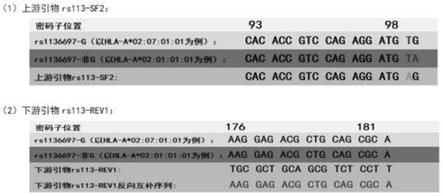 检测HLA-A基因SNP标记rs1136697-G的PCR扩增引物、试剂盒及方法与流程