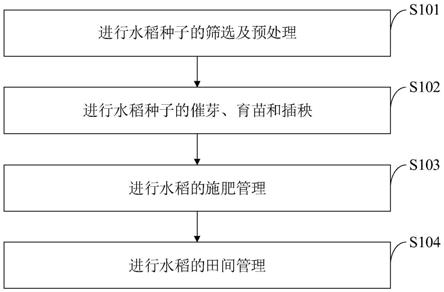 一种防病抗倒伏水稻的种植方法