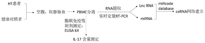 lncRNA在桥本甲状腺炎诊断中的应用的制作方法