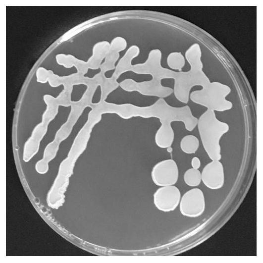 一株生防贝莱斯芽孢杆菌ZHX-12及其应用的制作方法